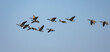 Canada Geese, flying in formation