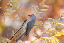 A Titmouse Bird Perched In A Tree With A Fall Background.
