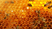 Closeup Of Honey Bees On Wax Honeycomb With Hexagonal Cells For Apiary And Beekeeping Concept Background