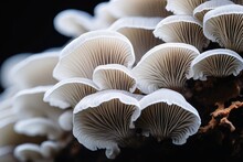 Organic Structure Of Organic Mushroom Mycelium.