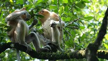 Proboscis Monkey In The Wild, Sitting On Tree And Eating Mangrove Leaves At Tarakan, Indonesia. Proboscis Monkey Foraging At Mangrove Forest. Wild Nature Stock Footage.	