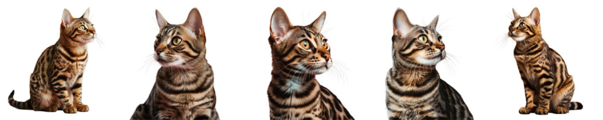 Sticker - Png Set Young domestic brown spotted cat with tiger stripes sitting and gazing to the right isolated on a transparent background