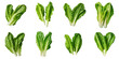 Png Set Two romaine lettuce leaves against transparent background