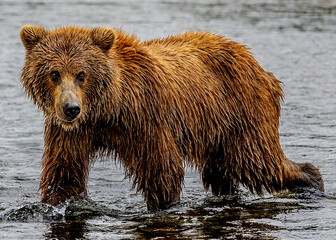 coastal brown bear moraine creek, ak.