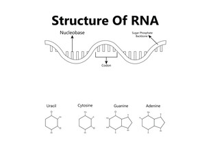 RNA (Ribonucleic acid). Structural formula of adenine, cytosine, guanine and uracil. Vector diagram for educational, medical, biological, and scientific use