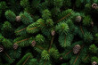 © illuminating images - Christmas Tree Pine Background with Pine Cones, Graphic Resource, Generative AI