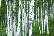 Hulunbuir In Daxing AnLin Root River City Full Of Town Coagulation Emerald Green Mountains Of Birches