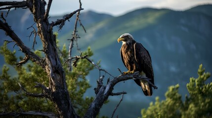 Wall Mural - An eagle perched on a tree branch at the edge of a mountain