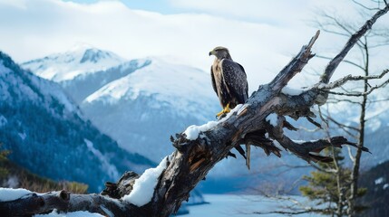 Wall Mural - An eagle perched on a tree branch at the edge of a mountain