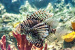 Devil firefish swimming in deep ocean. Pterois miles tropical fish, side view