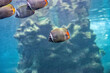 Red tailed butterflyfish swimming in blue sea. Chaetodon collare school of fish