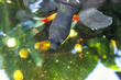 Pig nosed turtle swims in lake. Fly river tortoise or Carettochelys insculpta swimming in fresh water, selective focus