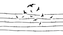 Birds Flying Through Barbed Wire Concept Illustration Transparent Background. Concept Of Freedom. 