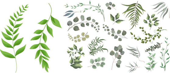 Wall Mural - Mix of herbs and plants vector big collection. Juicy eucalyptus, green plants and leaves. All elements are isolated . Vector illustration