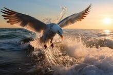 The Seagull Spread Its Wings On The Surface Of The Water.