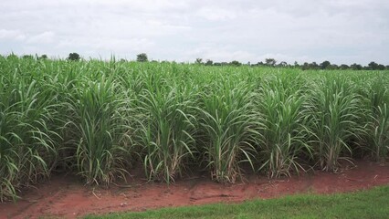 Wall Mural - vdo 4k sugarcane field sugarcane farm