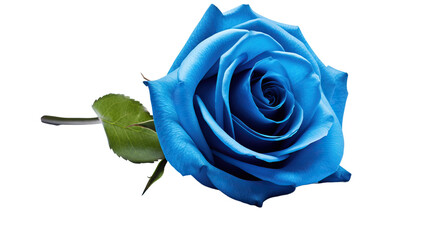 Single blue rose isolated on white background