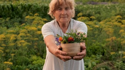 Wall Mural - Grandmother with medicinal herbs. Selective focus.