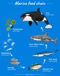 Marine Food chain