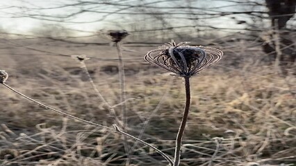 Wall Mural - dry plants are covered with frost, plants are swaying in the wind, there are bare trees in the backg
