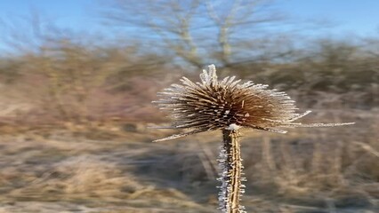 Wall Mural - dry plants are covered with frost, plants are swaying in the wind, there are bare trees in the backg