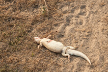 Dead Spiny Tailed Lizard Or Uromastyx Closeup After Attacked By An Eagle In Tal Chhapar Sanctuary Rajasthan Churu India Asia