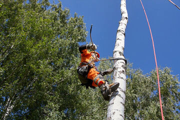 A man removes a tree. Tree surgeon.