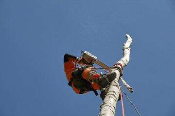 Tree surgeon. Working with a chainsaw. Sawing wood with a chainsaw.