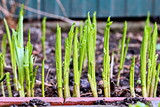 Fototapeta Tulipany - Green plants, sprouts and leaves of bushes in the spring home garden. Close-up view. 