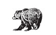 Grizzly bear walking on white background ,vector illustration. 