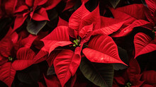 Red Poinsettia Christmas Background