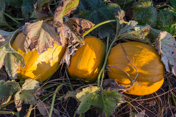 Wall Mural - Yellow pumpkins among the stems on field in sunny morning