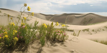 Sand Dunes With Wildflowers