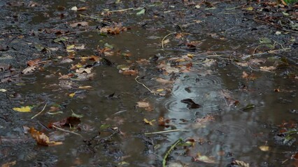 Wall Mural - Raindrops falling onto an autumn puddle in the woods