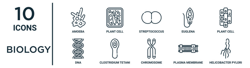 biology outline icon set such as thin line amoeba, streptococcus, plant cell, clostridium tetani, plasma membrane, helicobacter pylori, dna icons for report, presentation, diagram, web design
