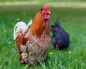 Wall Mural - Red rooster and black chick free range in garden