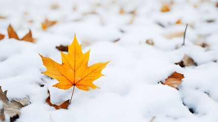 Canvas Print - Yellow maple leaf fell on snow. First snow, winter start concept, natural bright autumn leaf on snowy ground, nature scene, top view