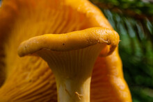 Macro Photos Of Chanterelle Mushrooms, Yellow Forest Mushrooms, Edible.