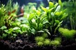 macro shot of healthy aquatic plants in a clean aquarium