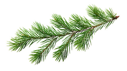 pine tree branch transparent background png
