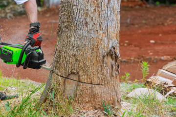 Wall Mural - Sawdust flew all directions as woodcutter in forest clearing diligently worked with chainsaw.