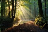 Fototapeta Las - a forest covered in early morning mist with sunlight piercing through