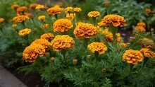 Vibrant Blooms French Marigolds - Garden Splendor In Petal Richness