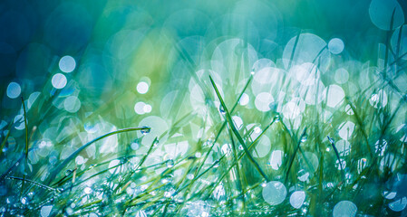 Sticker - Abstract lush green grass on meadow with drops of water dew in morning light in spring summer outdoors closeup panoramic macro. Beautiful artistic photo purity freshness of majestic nature, copy space