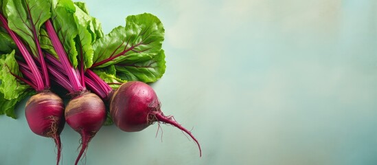 Poster - Beetroot alone isolated pastel background Copy space