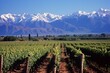 Argentina, Uco Valley, vineyards near Mendoza at the Andes' border. Generative AI