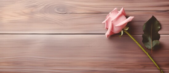 Wall Mural - Black isolated pastel background Copy space with a desiccated rose