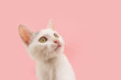 Profile cute kitten cat looking away. Isolated on pink pastel background