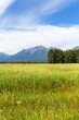 Beautiful rural landscape with oat field in foothill valley against backdrop of the Eastern Sayan Mountains on August day. Natural background. Siberia,  Baikal region, Buryatia, Tunka Valley, Arshan
