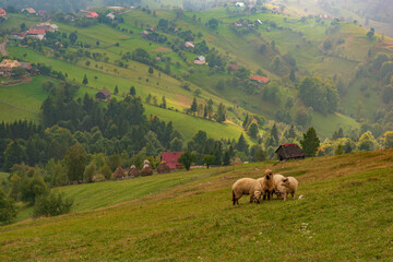 Wall Mural - Rural idyllic landscape of the small villages in the Rucar-Bran mountain area, Brasov, Romania, scattered on the wooded hills, with the Bucegi mountains in the background, in wonderful springtime day